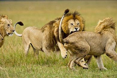 卡普空新作《祇：女神之道》预售 国区售价248元